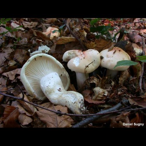<i>Hygrophorus poetarum</i> R.Heim, 1948 © D. Sugny
