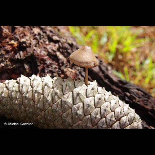 <i>Baeospora myosura</i> (Fr.) Singer, 1938 © Michel Garnier