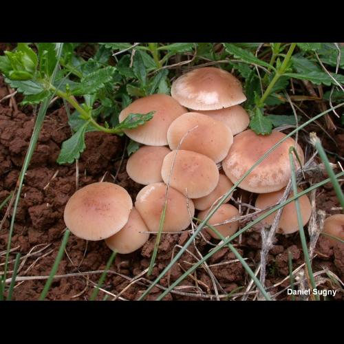 <i>Marasmius collinus</i> (Scop.) Singer, 1942 © D. Sugny