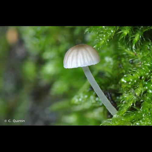 <i>Phloeomana hiemalis</i> (Osbeck) Redhead, 2016 © C. Quintin