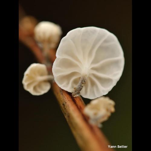 <i>Marasmiellus candidus</i> (Fr.) Singer, 1948 © Y. Sellier