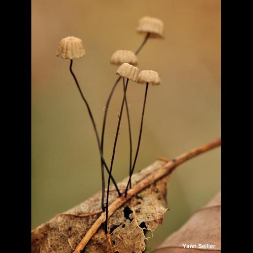 <i>Marasmius bulliardii</i> Quél., 1878 © Y. Sellier