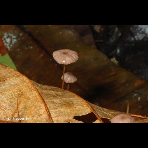 <i>Marasmius rotula</i> (Scop.) Fr., 1838 © D. Massemin