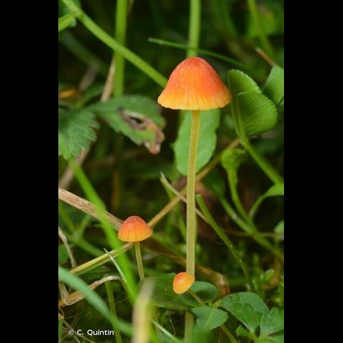 <i>Mycena acicula</i> (Schaeff.) P.Kumm., 1871 © C. Quintin