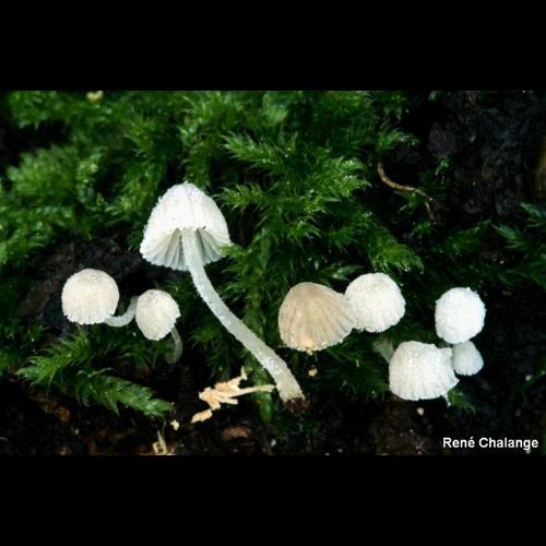 <i>Mycena corynephora</i> Maas Geest., 1983 © R. Chalange