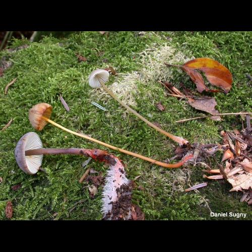 <i>Mycena crocata</i> (Schrad.) P.Kumm., 1871 © D. Sugny
