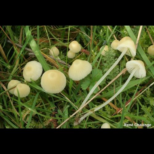 <i>Atheniella flavoalba</i> (Fr.) Redhead, Moncalvo, Vilgalys, Desjardin & B.A.Perry, 2012 © R. Chalange