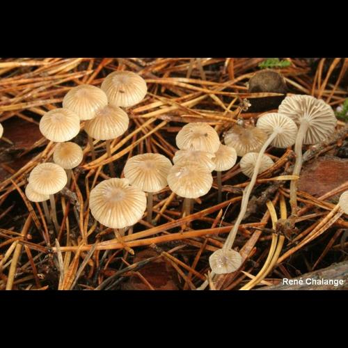 <i>Mycena vulgaris</i> (Pers.) P.Kumm., 1871 © R. Chalange