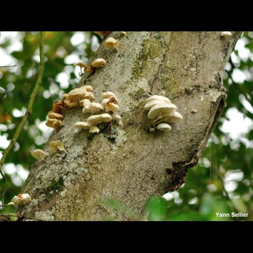 <i>Mucidula mucida</i> (Schrad.) Pat., 1887 © Y. Sellier