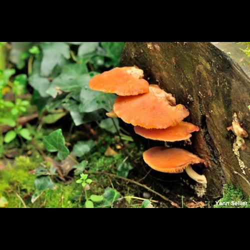 <i>Rhodotus palmatus</i> (Bull.) Maire, 1926 © Y. Sellier