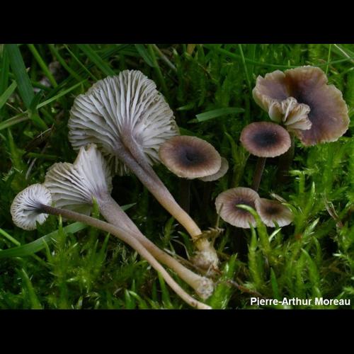 <i>Rickenella swartzii</i> (Fr.) Kuyper, 1984 © PA. Moreau