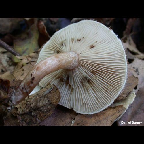 <i>Ripartites tricholoma</i> (Alb. & Schwein.) P.Karst., 1879 © D. Sugny