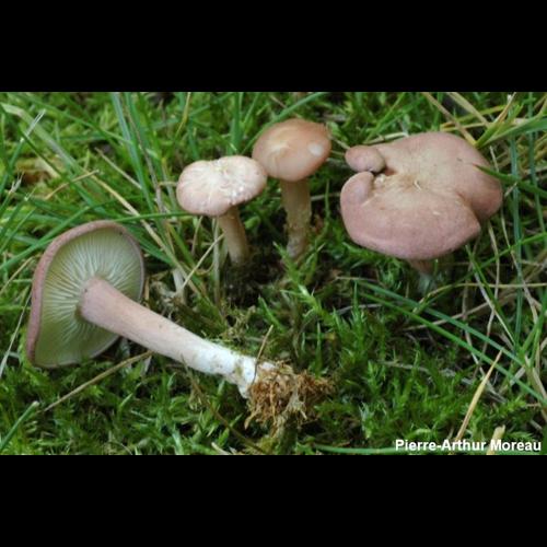 <i>Rugosomyces carneus</i> (Bull.) Bon, 1991 © PA. Moreau