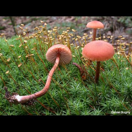 <i>Laccaria proxima</i> (Boud.) Pat., 1887 © D. Sugny