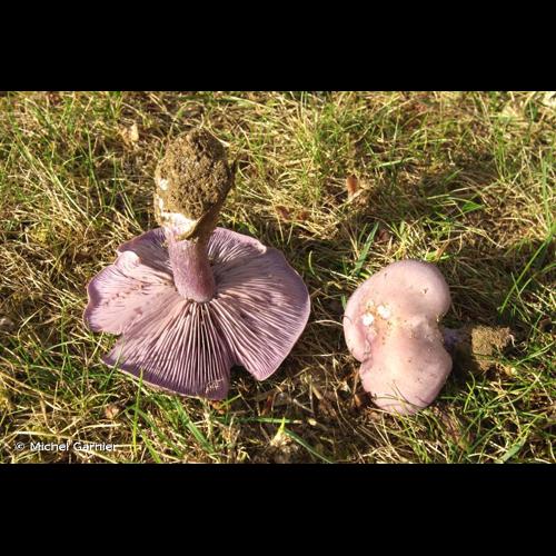 <i>Lepista nuda</i> (Bull.) Cooke, 1871 © Michel Garnier