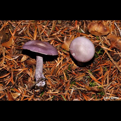 <i>Lepista sordida </i>var.<i> lilacea</i> (Quél.) Bon, 1980 © Y. Sellier