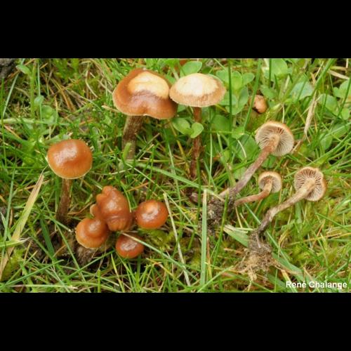 <i>Psilocybe inquilina</i> (Fr.) Bres., 1931 © R. Chalange