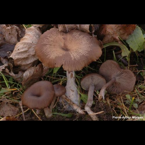 <i>Pseudoclitocybe expallens</i> (Pers.) M.M.Moser, 1967 © PA. Moreau