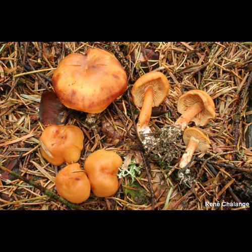 <i>Rhodocybe nitellina</i> (Fr.) Singer, 1947 © R. Chalange