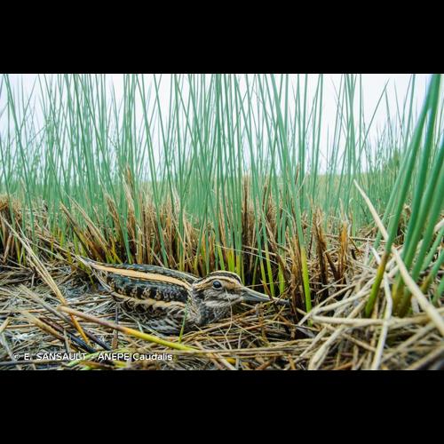 <i>Lymnocryptes minimus</i> (Brünnich, 1764) &copy; E. SANSAULT - ANEPE Caudalis