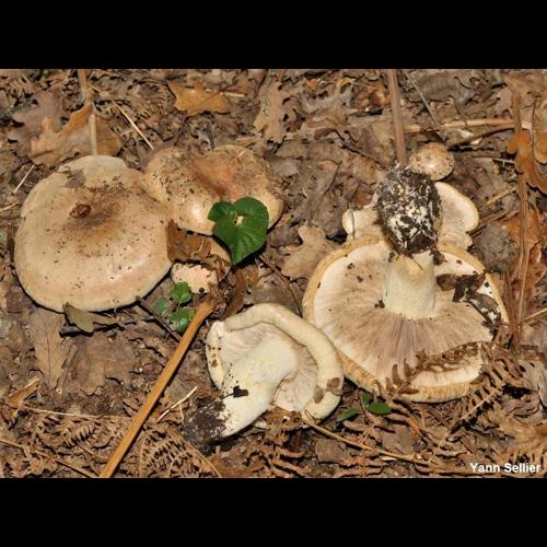 <i>Tricholoma acerbum</i> (Bull.) Quél., 1872 &copy; Y. Sellier