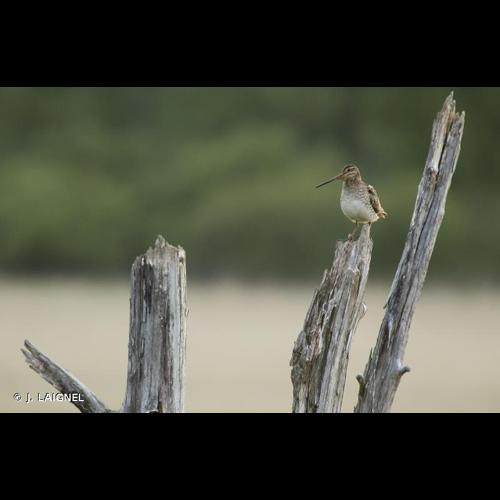 <i>Gallinago gallinago</i> (Linnaeus, 1758) © J. LAIGNEL