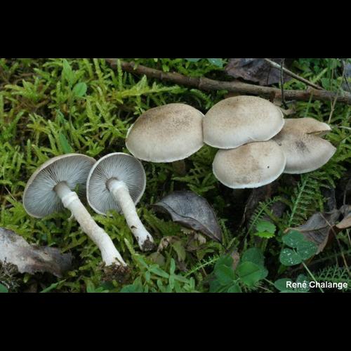 <i>Tricholoma cingulatum</i> (Almfelt ex Fr.) Jacobashch, 1892 &copy; R. Chalange