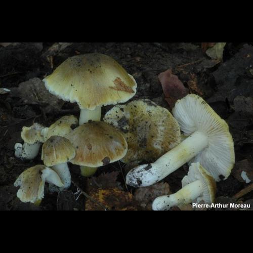 <i>Tricholoma sejunctum</i> (Sowerby) Quél., 1872 &copy; PA. Moreau