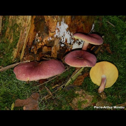 <i>Tricholomopsis rutilans</i> (Schaeff.) Singer, 1939 © PA. Moreau