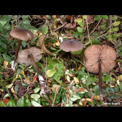 <i>Entoloma hebes</i> (Romagn.) Trimbach, 1981 © D. Sugny