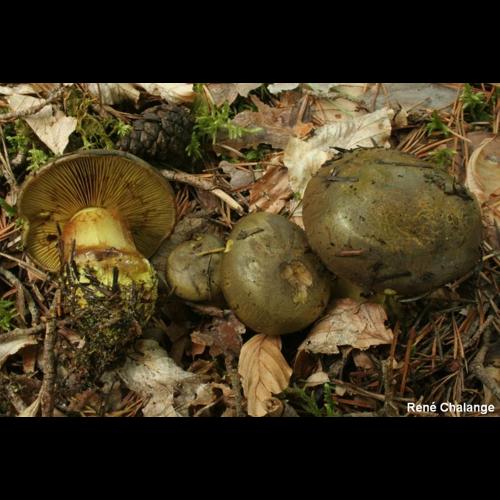 <i>Cortinarius atrovirens</i> Kalchbr., 1874 © R. Chalange