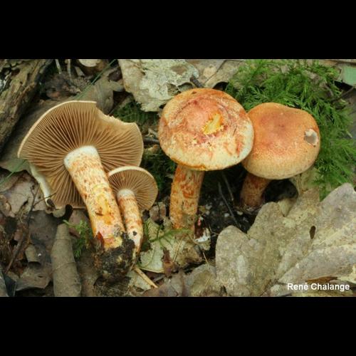 <i>Cortinarius bolaris</i> (Pers.) Fr., 1838 © R. Chalange