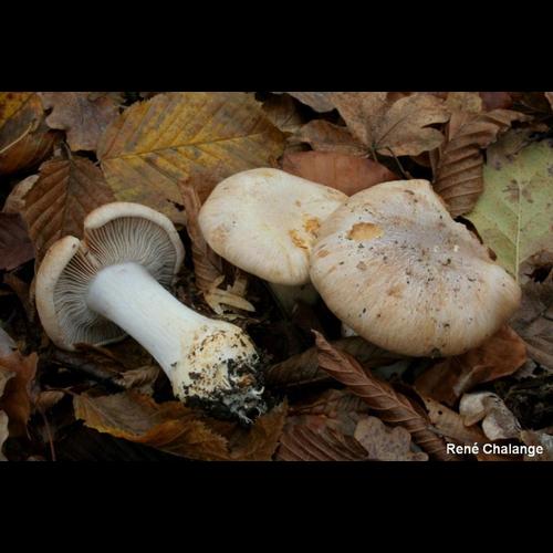 <i>Cortinarius boudieri</i> Rob.Henry, 1936 © R. Chalange