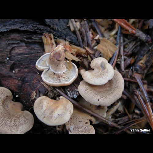 <i>Panellus stipticus</i> (Bull.) P.Karst., 1879 © Y. Sellier