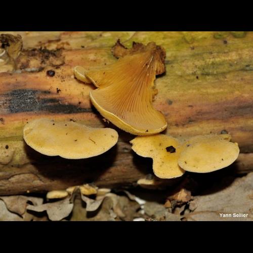 <i>Phyllotopsis nidulans</i> (Pers.) Singer, 1936 © Y. Sellier