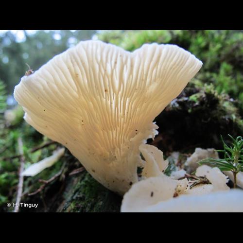 <i>Pleurotus pulmonarius</i> (Fr.) Quél., 1872 © H. Tinguy