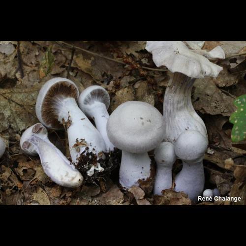 <i>Cortinarius alboviolaceus</i> (Pers.) Fr., 1838 © R. Chalange