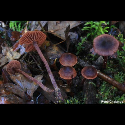 <i>Cortinarius anthracinus</i> Fr., 1838 © R. Chalange