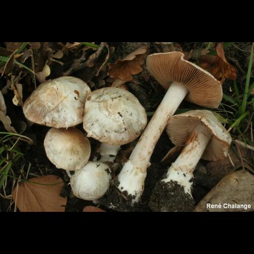 <i>Cortinarius diosmus</i> Kühner, 1955 © R. Chalange