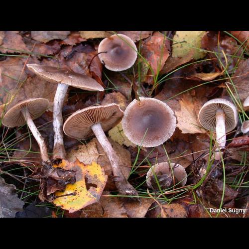 <i>Cortinarius hemitrichus</i> (Pers.) Fr., 1838 © D. Sugny
