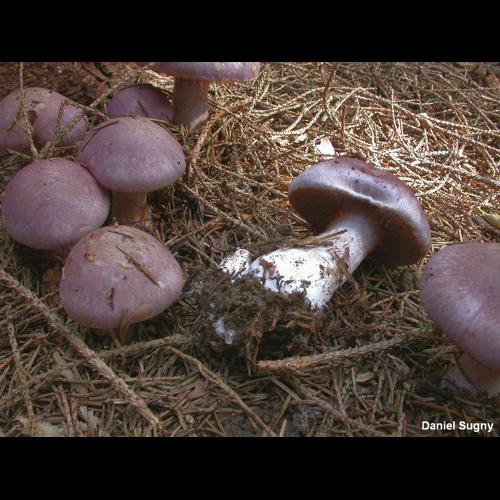 <i>Cortinarius variecolor</i> (Pers.) Fr., 1838 © D. Sugny
