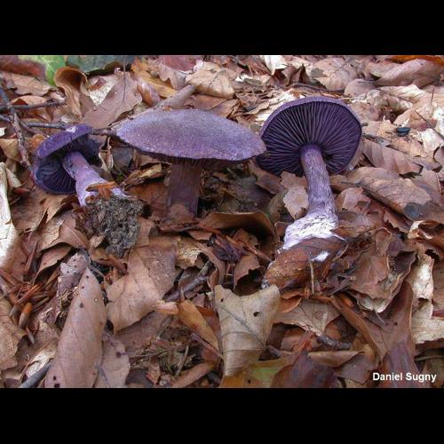 <i>Cortinarius violaceus</i> (L.) Gray, 1821 © D. Sugny