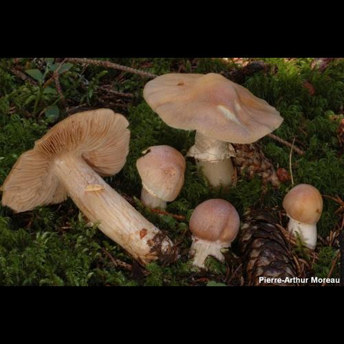 <i>Rozites caperatus</i> (Pers.) P.Karst., 1879 © PA. Moreau