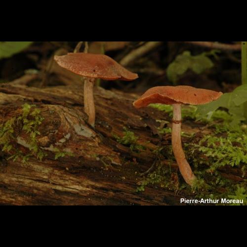 <i>Tubaria confragosa</i> (Fr.) Harmaja, 1978 © PA. Moreau