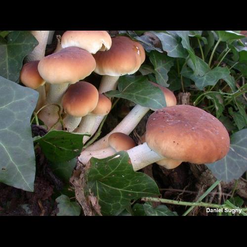 <i>Cyclocybe cylindracea</i> (DC.) Vizzini & Angelini, 2014 © D. Sugny