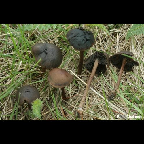 <i>Panaeolus ater</i> (J.E.Lange) Kühner & Romagn. ex Bon, 1985 © R. Chalange