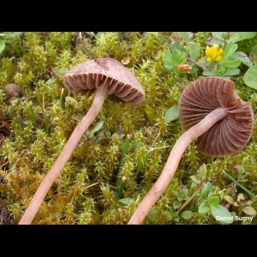 <i>Panaeolus foenisecii</i> (Pers.) J.Schröt., 1926 © D. Sugny