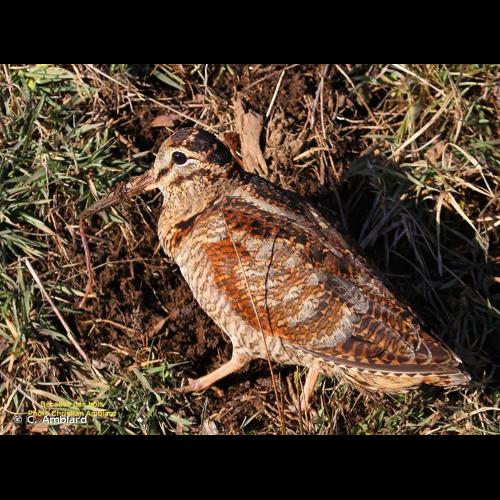 <i>Scolopax rusticola</i> Linnaeus, 1758 © C. Amblard