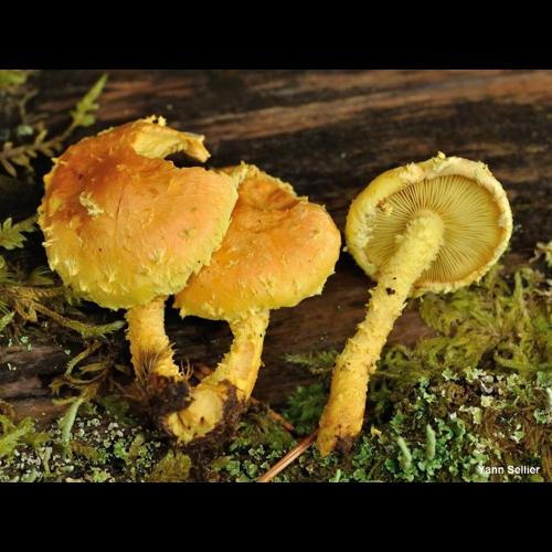 <i>Pholiota flammans</i> (Batsch) P.Kumm., 1871 © Y. Sellier