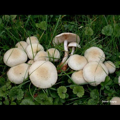 <i>Pholiota gummosa</i> (Lasch) Singer, 1951 &copy; D. Sugny